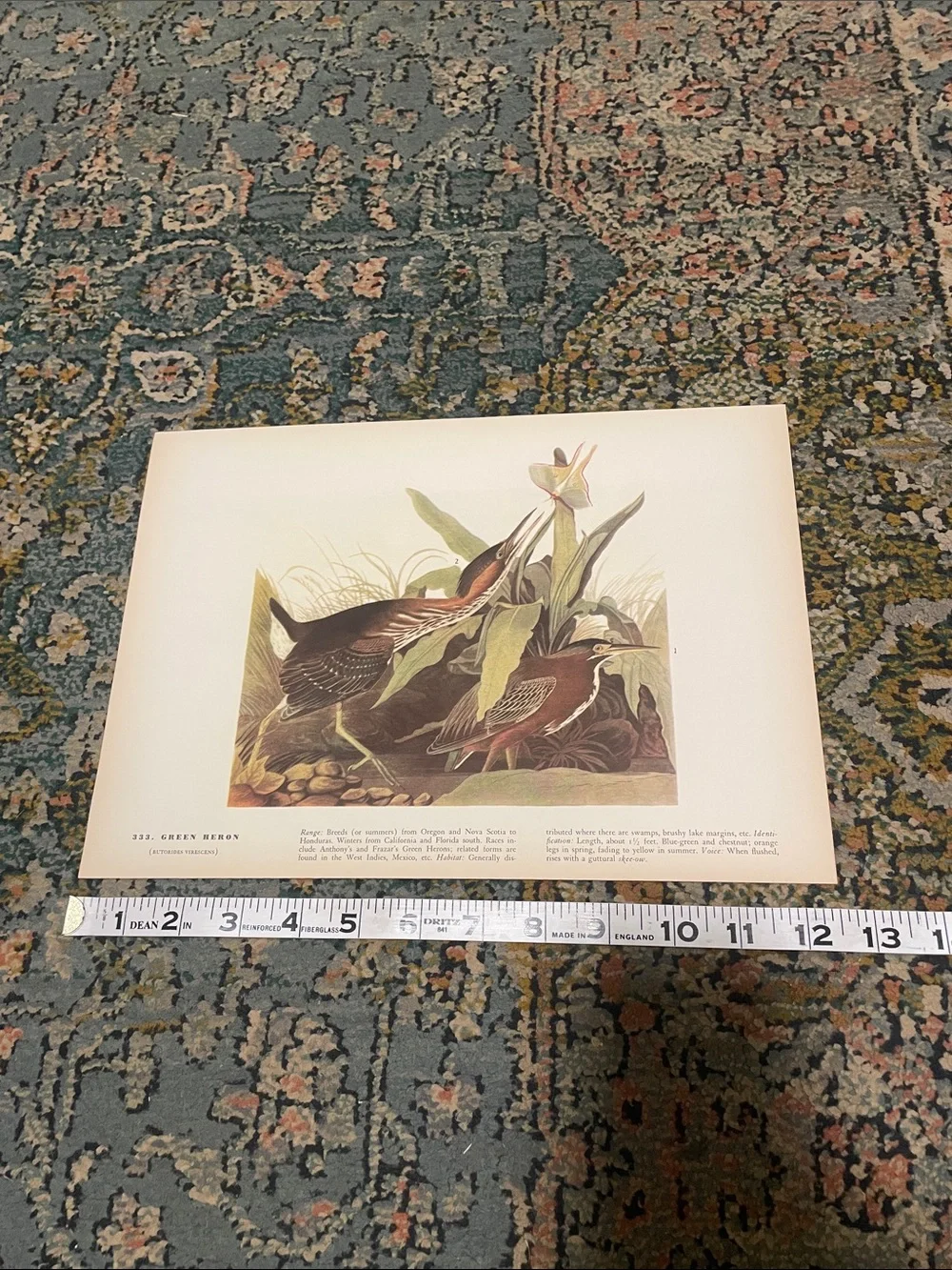 Vintage Green Heron Nature Print Wall Art - Brown and Green